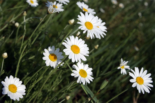 怎么插菊花?插菊花要注意什么?