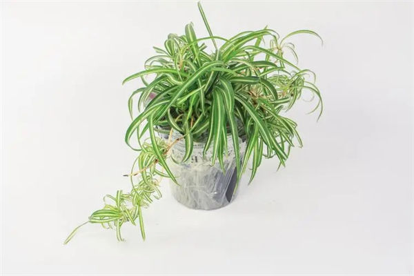 吊蘭品種有哪些?吊蘭怎么養(yǎng)才能更旺盛?