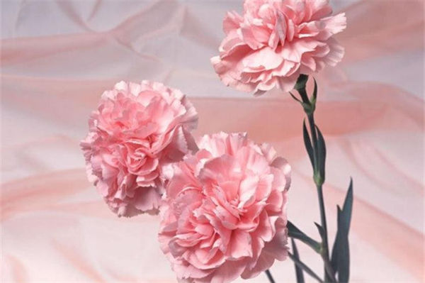 康乃馨代表什么?康乃馨適合送什么人?