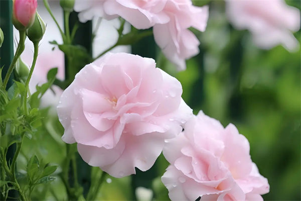 常見的北方宿根花卉有哪些?