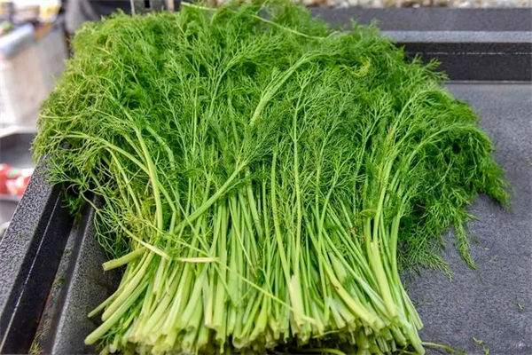 茴香苗怎么吃?茴香苗的吃法有哪些?