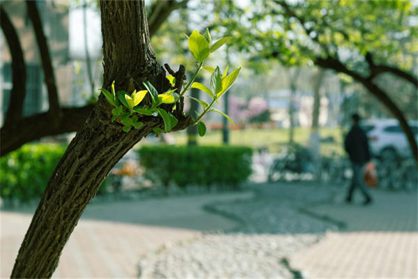 聊城大學是幾本?