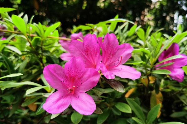 春鵑什么時候開花?