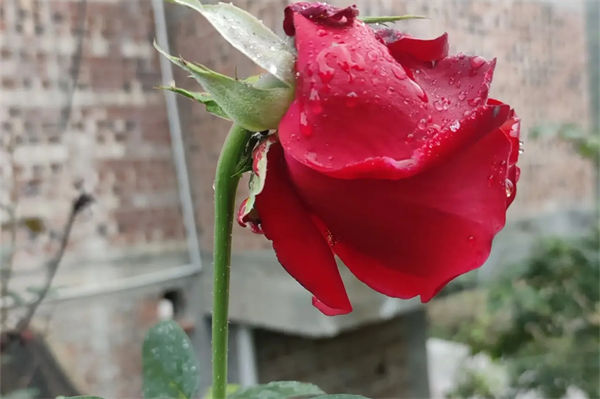 紅玫瑰花語是什么?