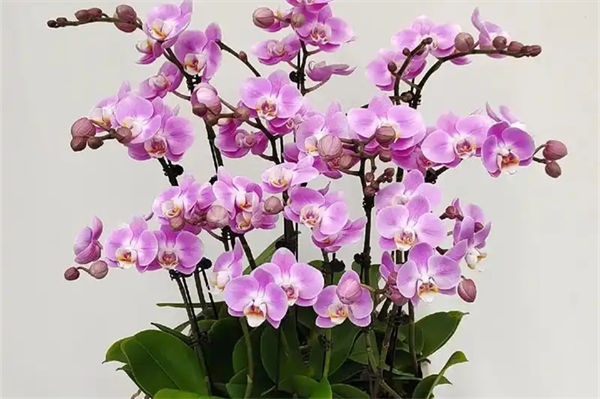 蝴蝶蘭幾點開花?