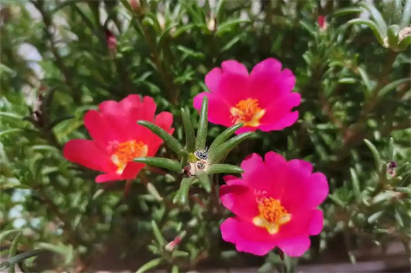 太陽花的花語是什么?