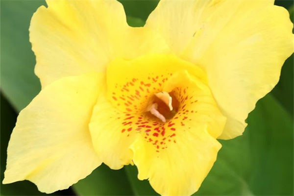 美人蕉的養殖要注意什么?