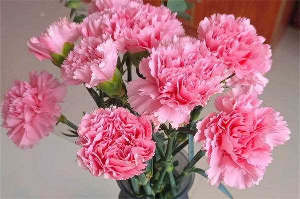 送康乃馨代表什么?