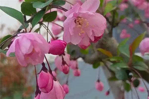 垂絲海棠什么時候開花?