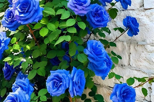 藍色妖姬是什么花?