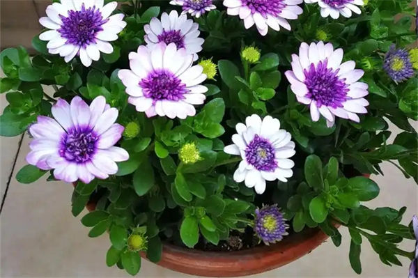 南非萬壽菊怎么剪枝?