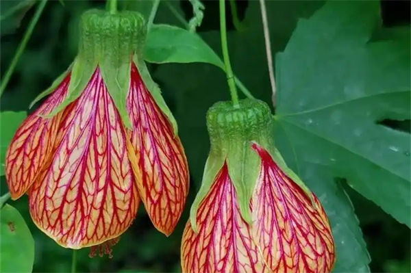 金鈴花怎么扦插?