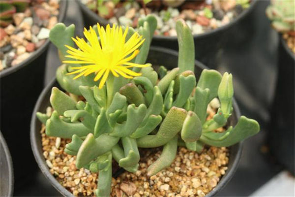 快刀亂麻怎么養?