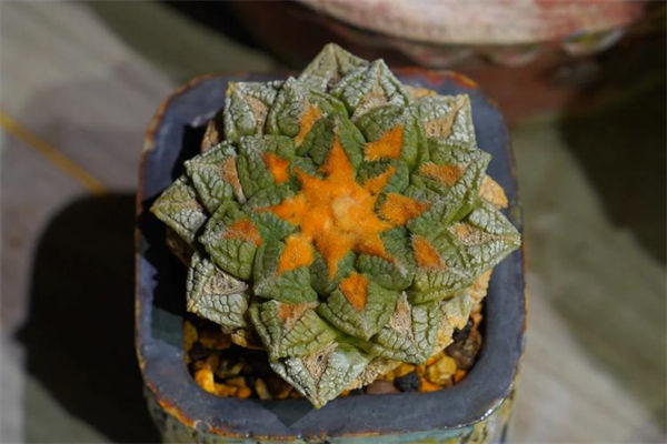 龜甲牡丹是什么?