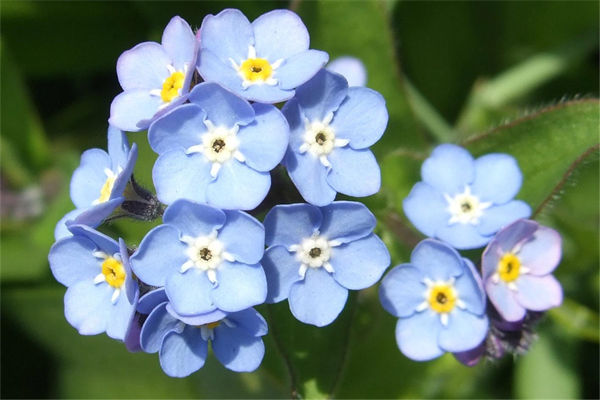 勿忘我花語是什么?