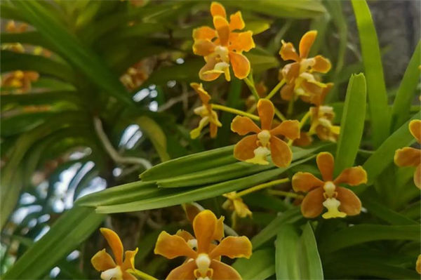 萬代蘭是什么花?