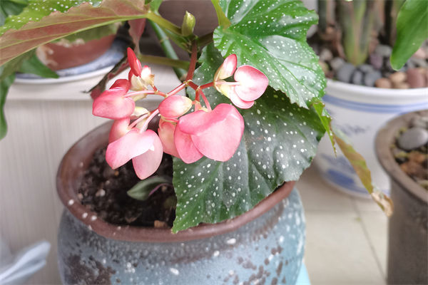 竹節秋海棠怎么扦插?