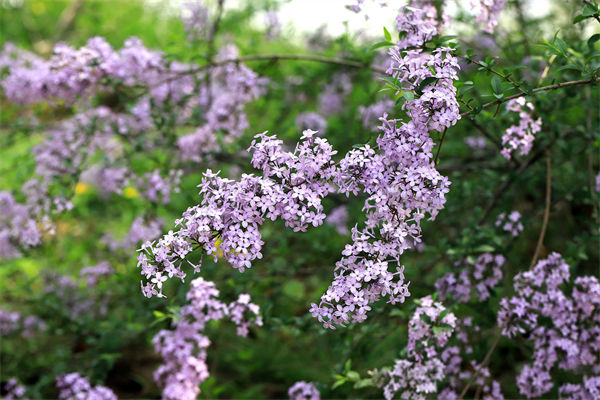 花葉丁香是什么花?