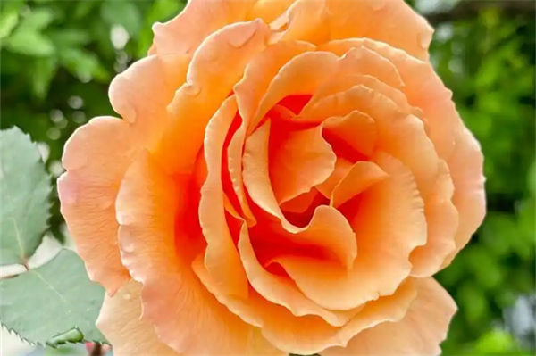 花中皇后指的是什么花?