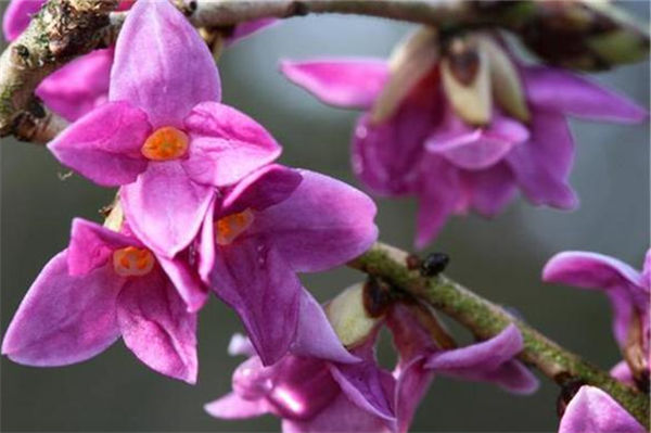 沈丁花是什么品種?