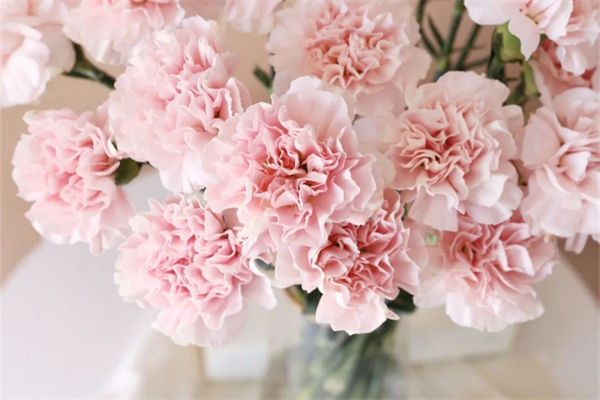 粉色康乃馨的花語是什么?
