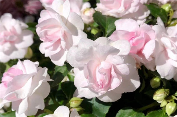 非洲鳳仙花怎么養?