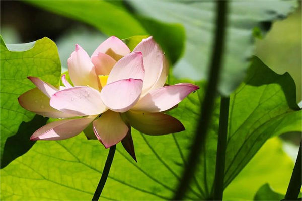 夏天開的花有什么?