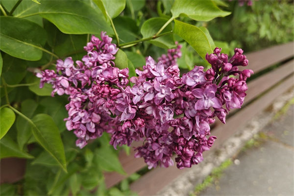 歐洲丁香是什么花?