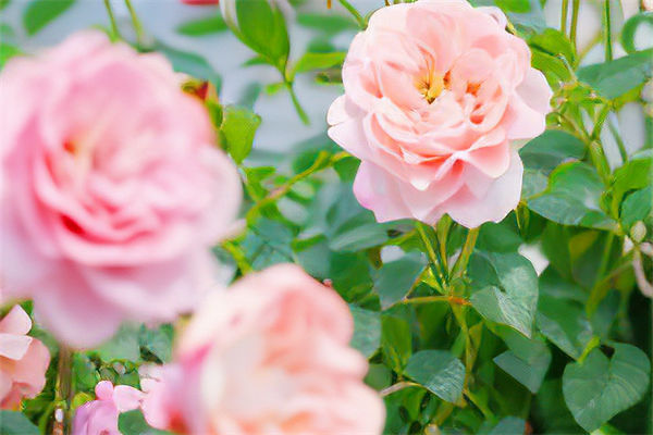 玫瑰花的花語和寓意是什么?