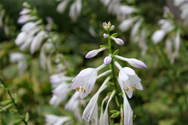 花葉玉簪好養嗎?