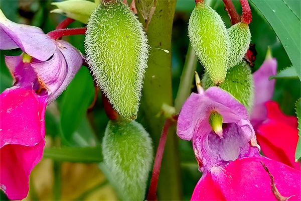 鳳仙子花怎么養?