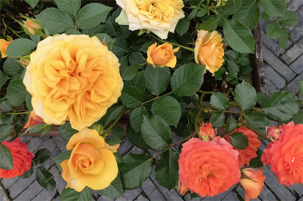 玫瑰和月季的區別有哪些?