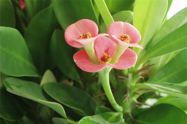 金麒麟花怎么養?