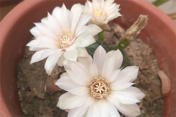 仙人球開花是什么兆頭?