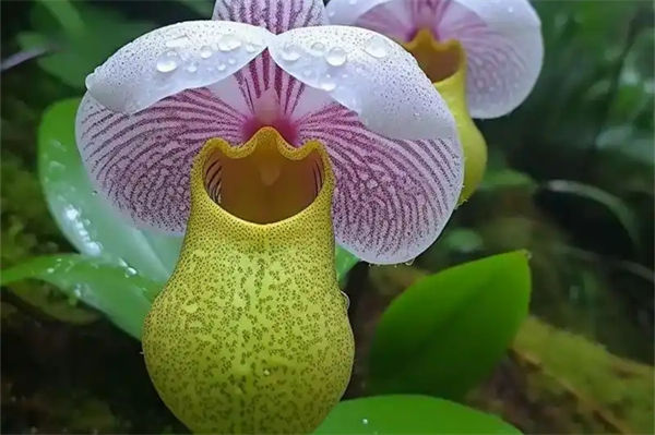 兜蘭的養殖方法是什么?