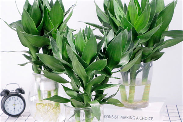 富貴竹葉子發黃怎么辦?