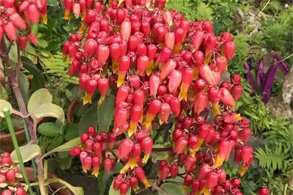 落地生根花有毒嗎?