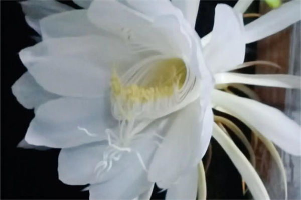 曇花的養殖方法是什么?