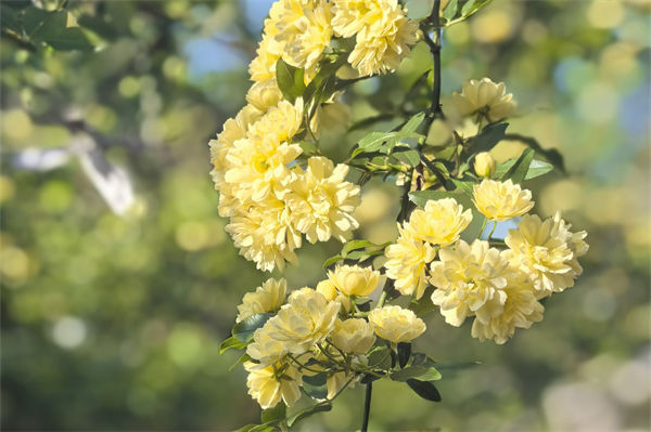 木香花為什么不能種?