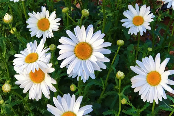 小雛菊的花語是什么?