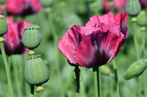 罌粟花語是什么?