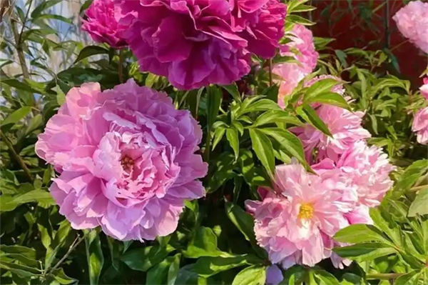 芍藥花語是什么?