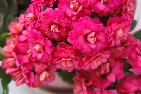 長輩生日送什么花?