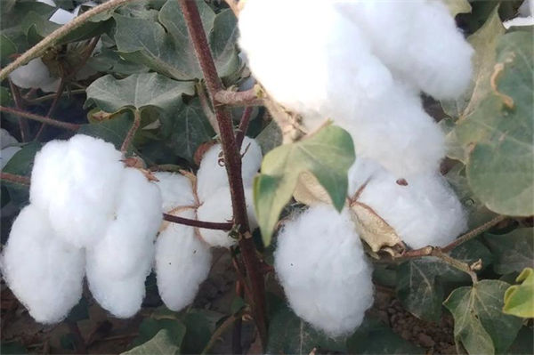 棉花是植物的花嗎?