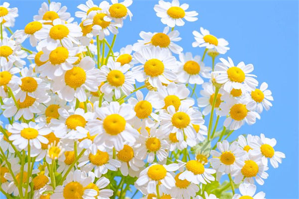 洋甘菊的花語和寓意是什么?