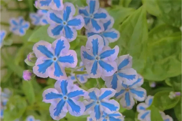 琉璃草的花語是什么?