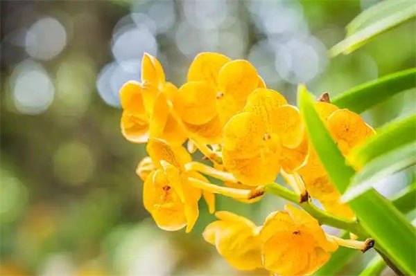 哪種花不適合過多曬太陽?