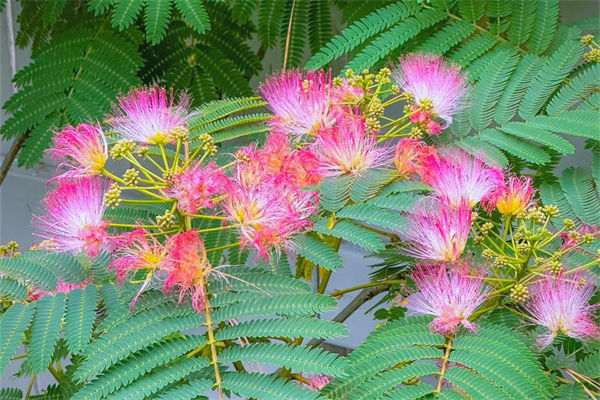 合歡花什么時候開?