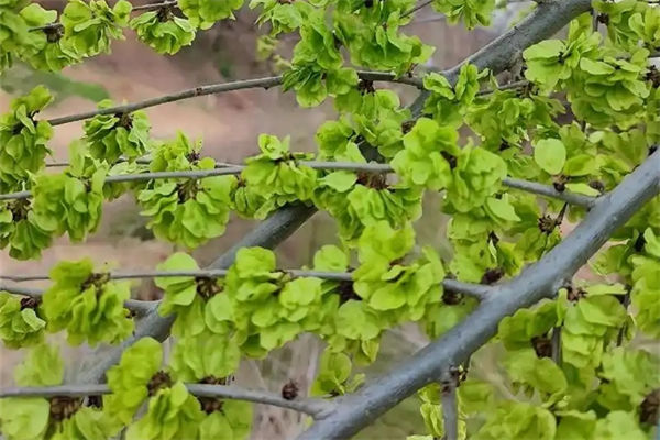 榆錢是榆樹的什么?