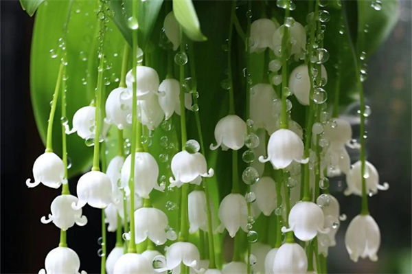 鈴蘭花的花語是什么?